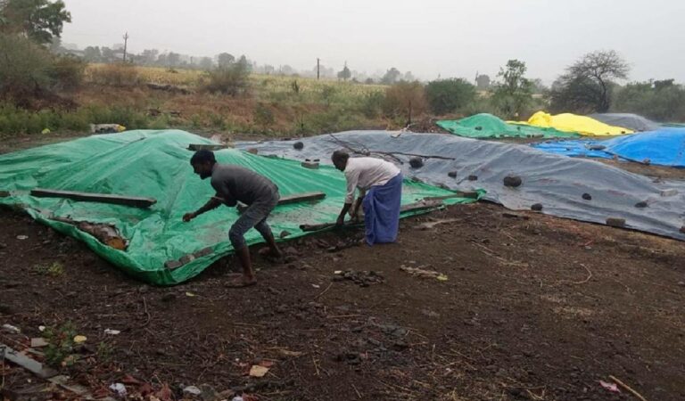 Maize, jowar produce drenched due to unseasonal rains in Adilabad
