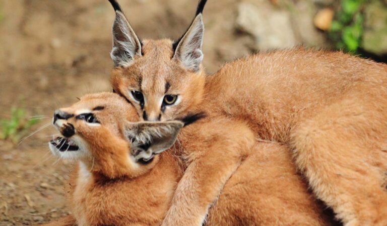 Rare caracals spotted in Thar Desert