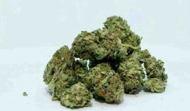 Telangana Task Force seizes 350g ganja in Madhapur raid