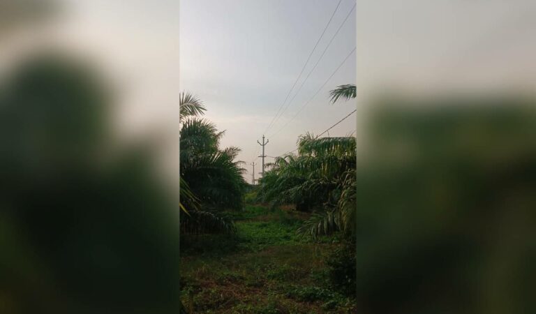 Low-hanging power lines burn oil palm crops, farmers seek relief