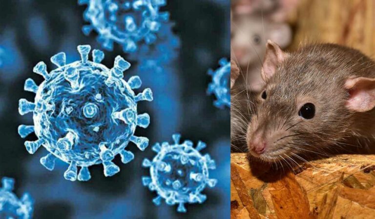 French woman tests positive for Andes hantavirus after cruise evacuation