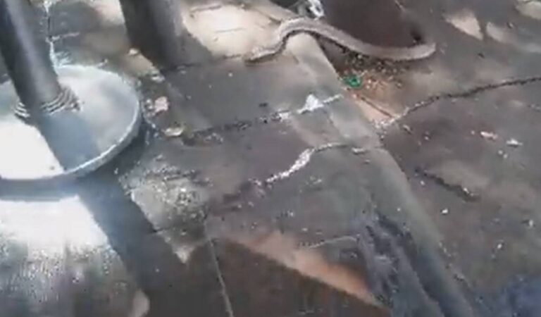 Snake rescues in Hyderabad rise 10 percent annually